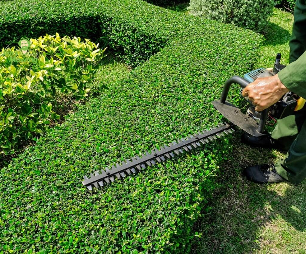 Professional Hedge Trimming