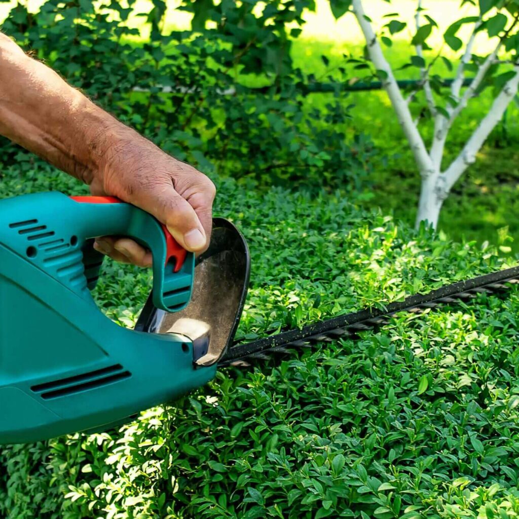 Professional Hedge Trimming