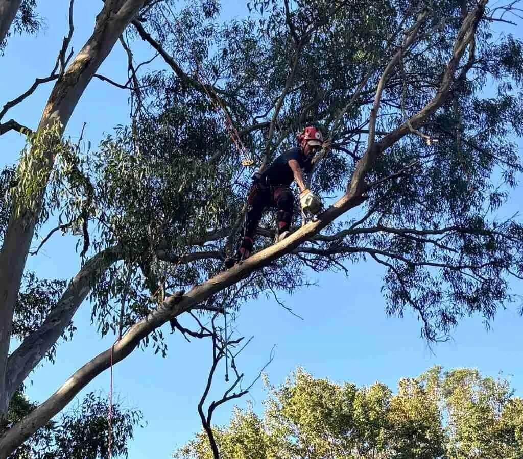 Tree Pruning 101