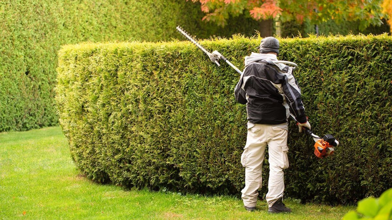 Professional Hedge Trimming