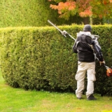 Professional Hedge Trimming