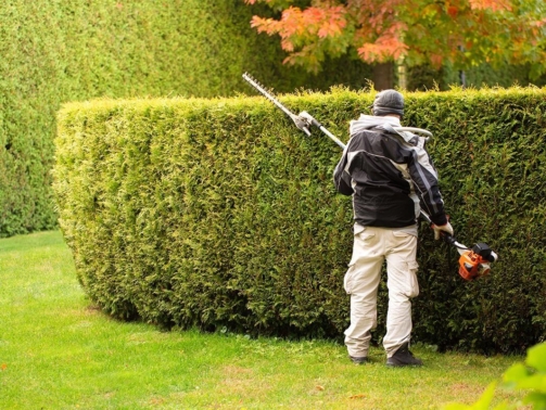 Professional Hedge Trimming