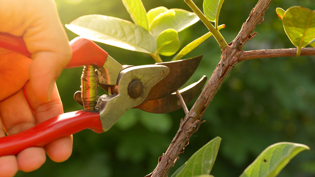 Tree Pruning 101