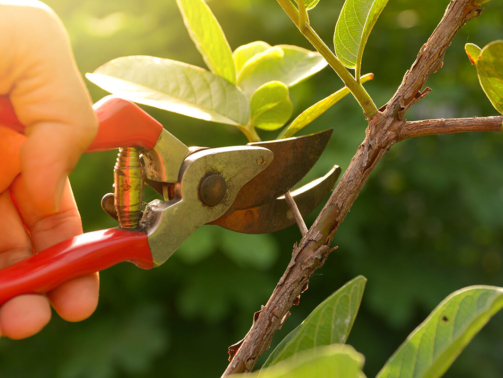 Tree Pruning 101