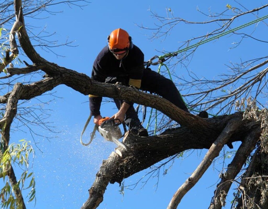 tree trimming cost