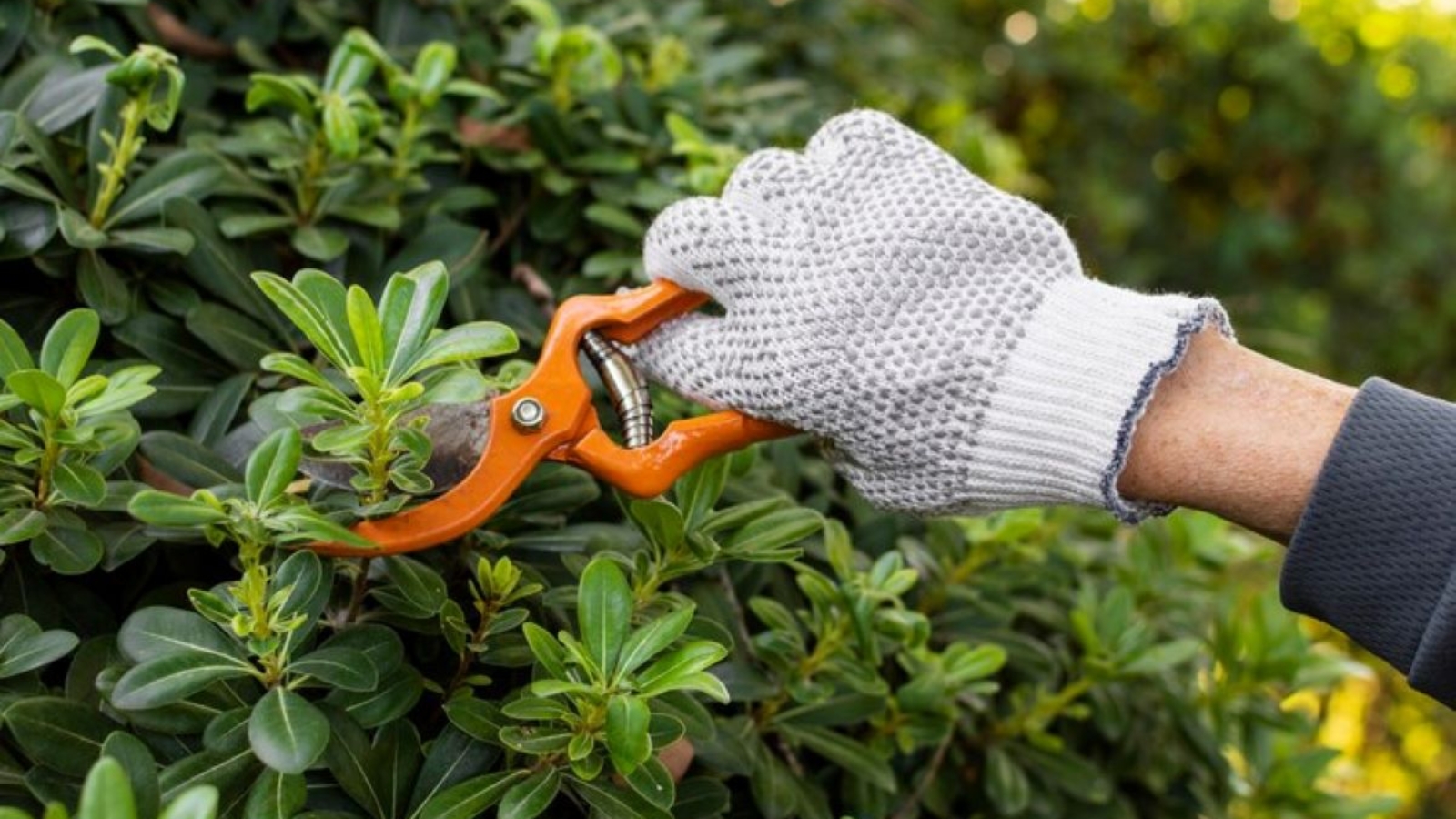 tree trimming service near me