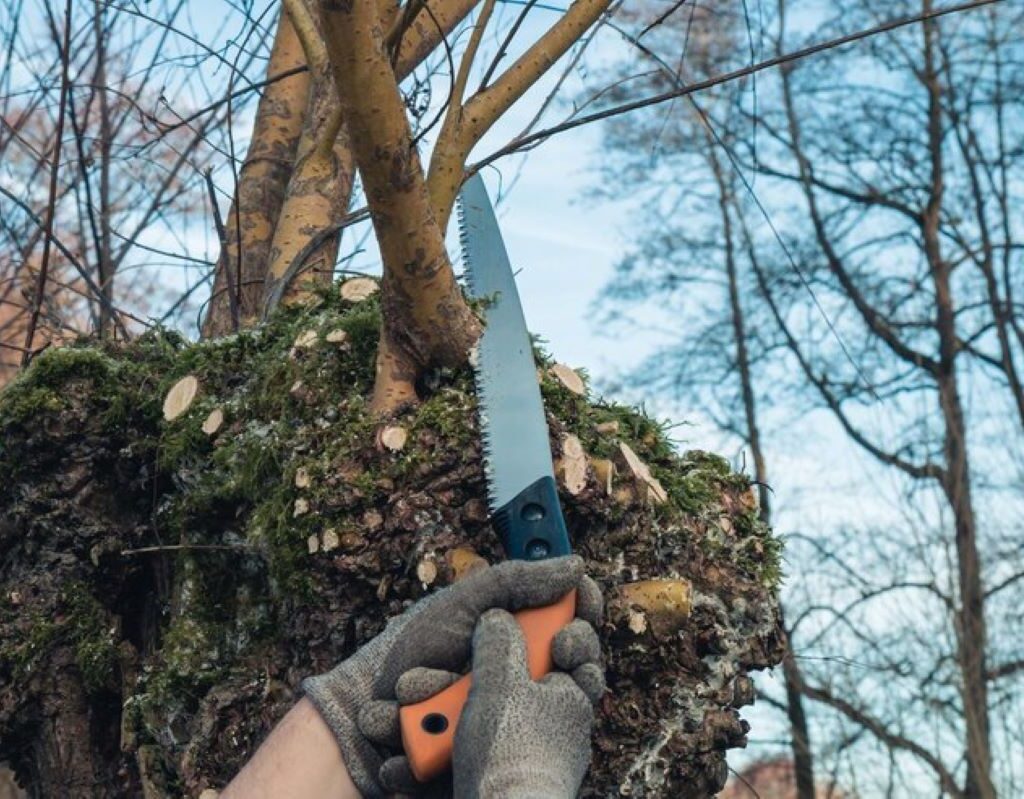 tree trimming service near me