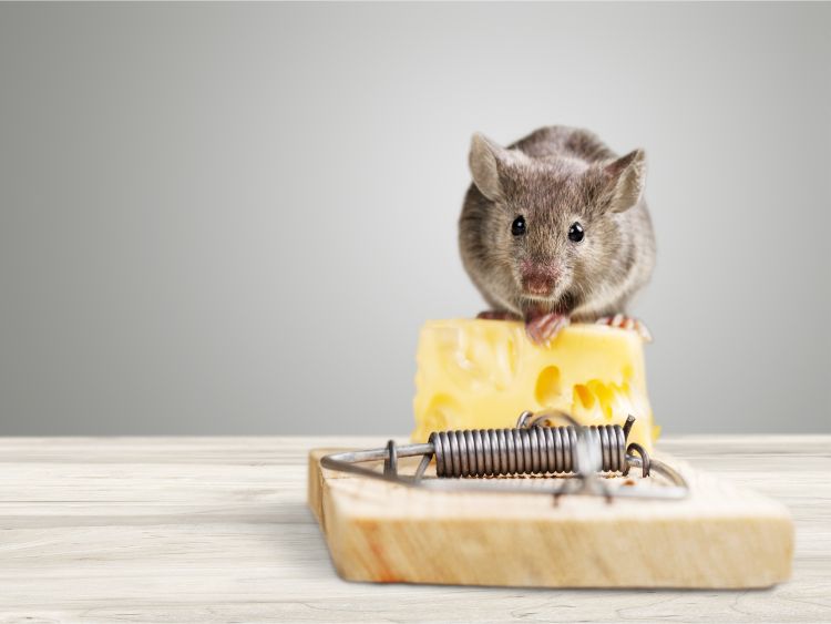 Rodent Treatment Sydney