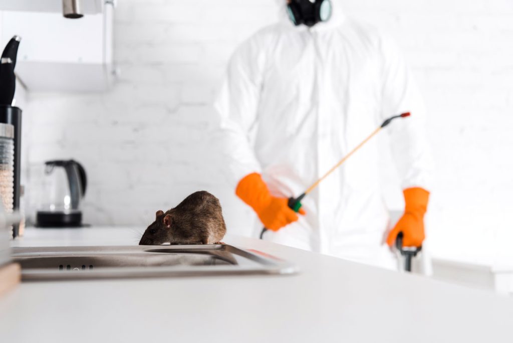Rodent Treatment Sydney